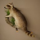 Maniquí de mapache para colgar en una rama 89.9.33