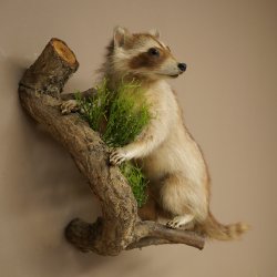 Maniquí de mapache para colgar en una rama 89.9.33