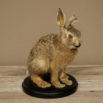 Mountain hare, young hare, sitting, mounted specimen, height 23 cm, mounted on a board, animal mount