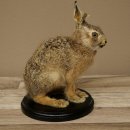 Mountain hare, young hare, sitting, mounted specimen, height 23 cm, mounted on a board, animal mount