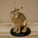 Mountain hare, young hare, sitting, mounted specimen, height 23 cm, mounted on a board, animal mount