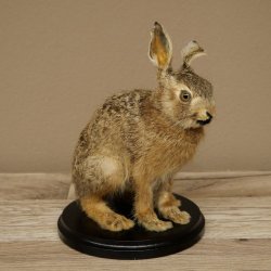 Mountain hare, young hare, sitting, mounted specimen, height 23 cm, mounted on a board, animal mount