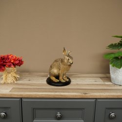 Mountain hare, young hare, sitting, mounted specimen, height 23 cm, mounted on a board, animal mount