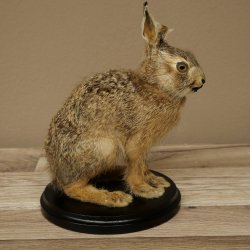 Mountain hare, young hare, sitting, mounted specimen, height 23 cm, mounted on a board, animal mount