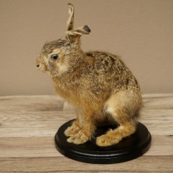 Mountain hare, young hare, sitting, mounted specimen, height 23 cm, mounted on a board, animal mount