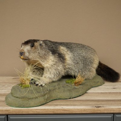 Murmeltier Präparat Höhe 26 cm auf Dekostein Trophäe Murmel 89.12.79