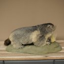 Murmeltier Präparat Höhe 26 cm auf Dekostein Trophäe Murmel 89.12.79