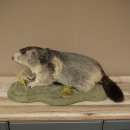 Murmeltier Präparat Höhe 26 cm auf Dekostein Trophäe Murmel 89.12.79