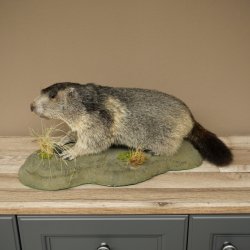 Murmeltier Präparat Höhe 26 cm auf Dekostein Trophäe Murmel 89.12.79