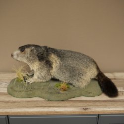 Murmeltier Präparat Höhe 26 cm auf Dekostein Trophäe Murmel 89.12.79