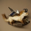 Wolpertinger : créature mythique, martre avec une...