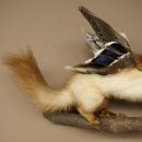Wolpertinger : créature mythique, martre avec une peau de chamois, ailes de canard, coiffure punk, spécimen empaillé « Wolpi », hauteur 40 cm
