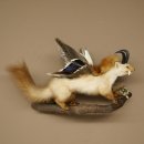 Wolpertinger : créature mythique, martre avec une peau de chamois, ailes de canard, coiffure punk, spécimen empaillé « Wolpi », hauteur 40 cm