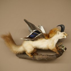 Wolpertinger : créature mythique, martre avec une peau de chamois, ailes de canard, coiffure punk, spécimen empaillé « Wolpi », hauteur 40 cm
