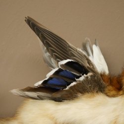 Wolpertinger : créature mythique, martre avec une peau de chamois, ailes de canard, coiffure punk, spécimen empaillé « Wolpi », hauteur 40 cm