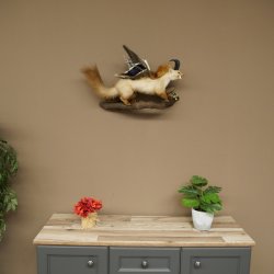 Wolpertinger : créature mythique, martre avec une peau de chamois, ailes de canard, coiffure punk, spécimen empaillé « Wolpi », hauteur 40 cm