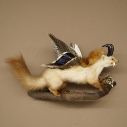 Wolpertinger : créature mythique, martre avec une peau de chamois, ailes de canard, coiffure punk, spécimen empaillé « Wolpi », hauteur 40 cm