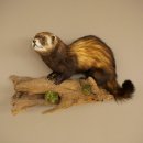Animaux empaillés : putois, hauteur 27 cm, sur une...