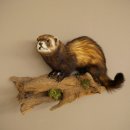 Animaux empaillés : putois, hauteur 27 cm, sur une...
