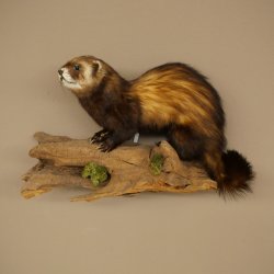 Animaux empaillés : putois, hauteur 27 cm, sur une branche, référence 89.4.84
