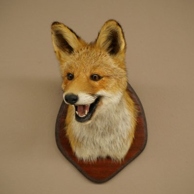 Tête de renard à museau ouvert, tête de renard roux sur socle de trophée, animal empaillé, trophée de chasse 89.8.196