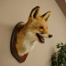 Tête de renard à museau ouvert, tête...