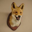 Tête de renard à museau ouvert, tête de renard roux sur socle de trophée, animal empaillé, trophée de chasse 89.8.196