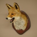 Tête de renard à museau ouvert, tête de renard roux sur socle de trophée, animal empaillé, trophée de chasse 89.8.196