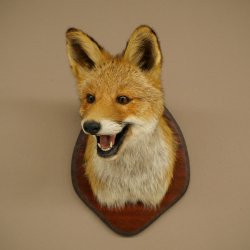 Tête de renard à museau ouvert, tête de renard roux sur socle de trophée, animal empaillé, trophée de chasse 89.8.196