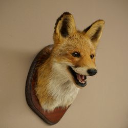 Tête de renard à museau ouvert, tête de renard roux sur socle de trophée, animal empaillé, trophée de chasse 89.8.196