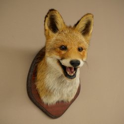 Tête de renard à museau ouvert, tête de renard roux sur socle de trophée, animal empaillé, trophée de chasse 89.8.196