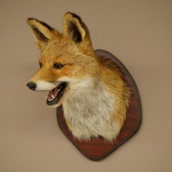 Tête de renard à museau ouvert, tête de renard roux sur socle de trophée, animal empaillé, trophée de chasse 89.8.196