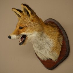 Tête de renard à museau ouvert, tête de renard roux sur socle de trophée, animal empaillé, trophée de chasse 89.8.196