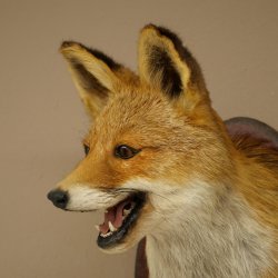 Tête de renard à museau ouvert, tête de renard roux sur socle de trophée, animal empaillé, trophée de chasse 89.8.196