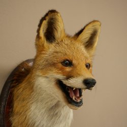 Tête de renard à museau ouvert, tête de renard roux sur socle de trophée, animal empaillé, trophée de chasse 89.8.196