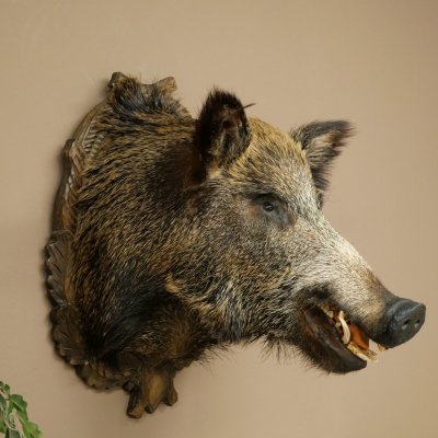 Cinghiale europeo Testa di cinghiale Altezza 67 cm Testa Animale imbalsamato Imbalsamato Trofeo 34.1.80