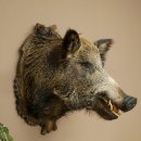 Cinghiale europeo Testa di cinghiale Altezza 67 cm Testa...