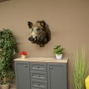 Cinghiale europeo Testa di cinghiale Altezza 67 cm Testa Animale imbalsamato Imbalsamato Trofeo 34.1.80