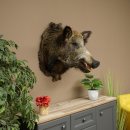 Cinghiale europeo Testa di cinghiale Altezza 67 cm Testa...