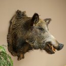 Cinghiale europeo Testa di cinghiale Altezza 67 cm Testa Animale imbalsamato Imbalsamato Trofeo 34.1.80