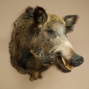 Cinghiale europeo Testa di cinghiale Altezza 67 cm Testa Animale imbalsamato Imbalsamato Trofeo 34.1.80