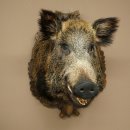 Cinghiale europeo Testa di cinghiale Altezza 67 cm Testa Animale imbalsamato Imbalsamato Trofeo 34.1.80