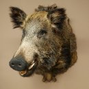 Cinghiale europeo Testa di cinghiale Altezza 67 cm Testa Animale imbalsamato Imbalsamato Trofeo 34.1.80