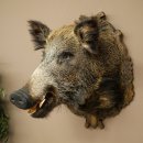 Cinghiale europeo Testa di cinghiale Altezza 67 cm Testa Animale imbalsamato Imbalsamato Trofeo 34.1.80