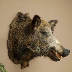 Cinghiale europeo Testa di cinghiale Altezza 67 cm Testa Animale imbalsamato Imbalsamato Trofeo 34.1.80