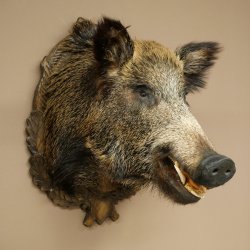 Cinghiale europeo Testa di cinghiale Altezza 67 cm Testa Animale imbalsamato Imbalsamato Trofeo 34.1.80