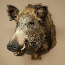 Cinghiale europeo Testa di cinghiale Altezza 67 cm Testa Animale imbalsamato Imbalsamato Trofeo 34.1.80