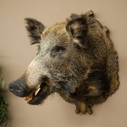 Cinghiale europeo Testa di cinghiale Altezza 67 cm Testa Animale imbalsamato Imbalsamato Trofeo 34.1.80