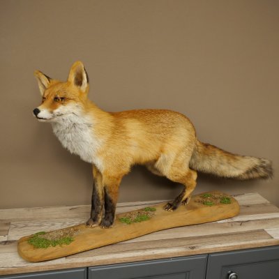 Renard roux, debout sur une planche de bois, largeur 102 cm, spécimen empaillé, trophée animalier 89.8.197