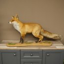 Renard roux, debout sur une planche de bois, largeur 102...